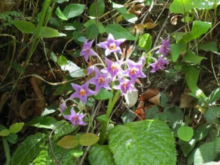 初夏の野草・花巡り!神武寺から鷹取山への画像