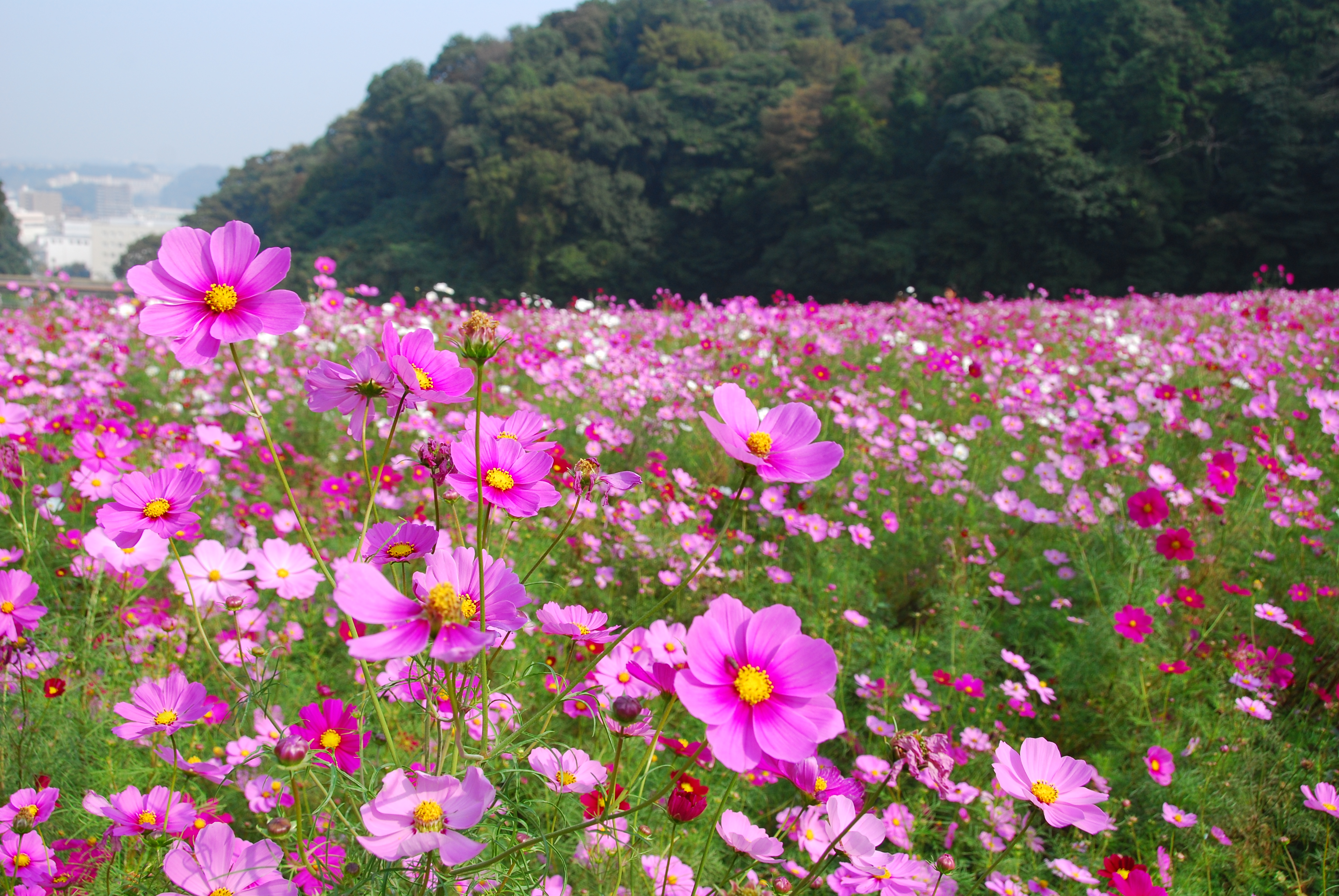 くりはま花の国コスモスまつり イベント 横須賀市観光情報サイト ここはヨコスカ