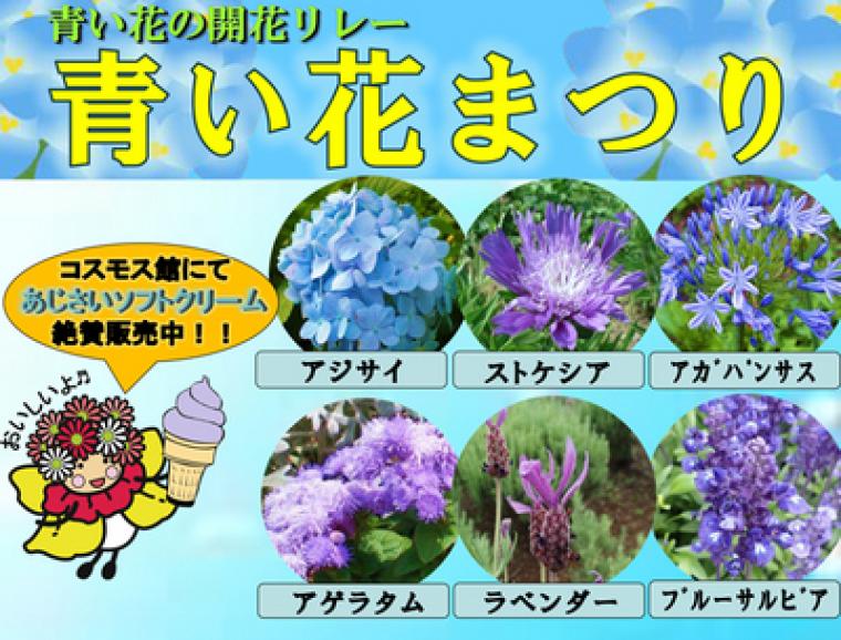 青い花の開花リレー 青い花まつり イベント 横須賀市観光情報サイト ここはヨコスカ