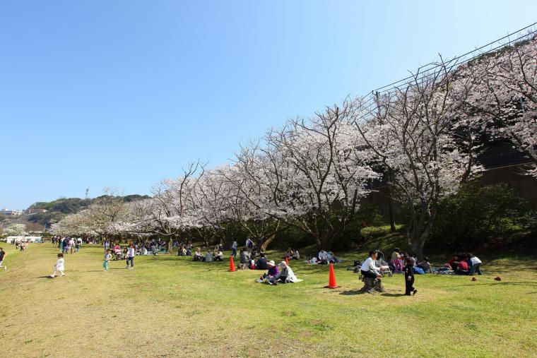 桜の散策 走水水源地の画像