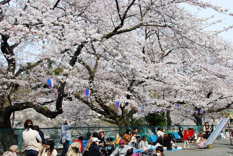 （中止）第60回船越南郷公園桜まつりの画像