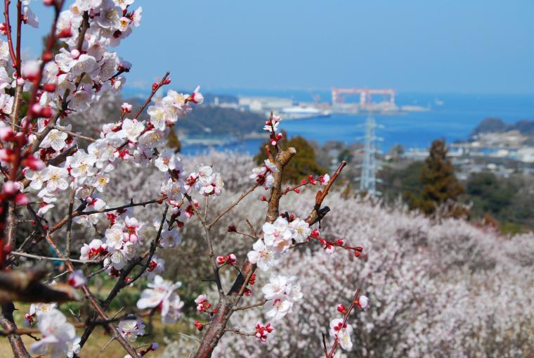 田浦梅林まつりの画像