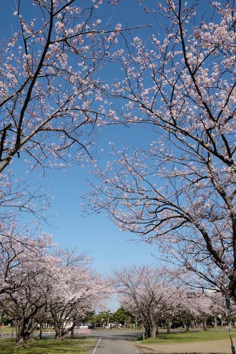 陸上自衛隊久里浜駐屯地 桜まつり一般開放 イベント 横須賀市観光情報サイト ここはヨコスカ 陸上自衛隊久里浜駐屯地 桜まつり一般開放 イベント 横須賀市観光情報サイト ここはヨコスカ