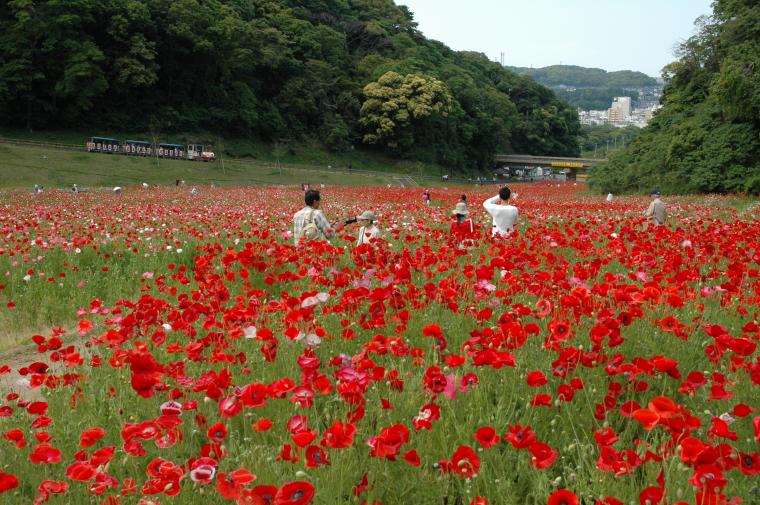 21年 くりはま花の国 ポピー ネモフィラシーズン イベント 横須賀市観光情報サイト ここはヨコスカ