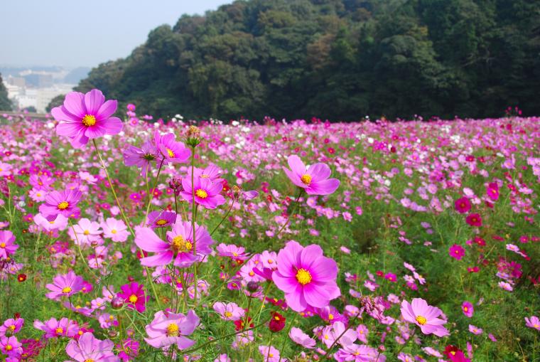 「くりはま花の国　コスモスまつり画像」の画像検索結果