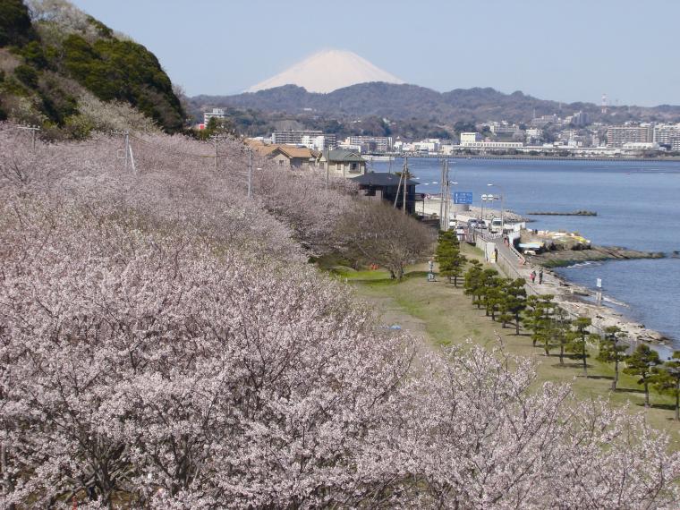 桜の散策 走水水源地の画像