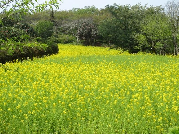 菜の花咲く大楠山を楽しもうの画像