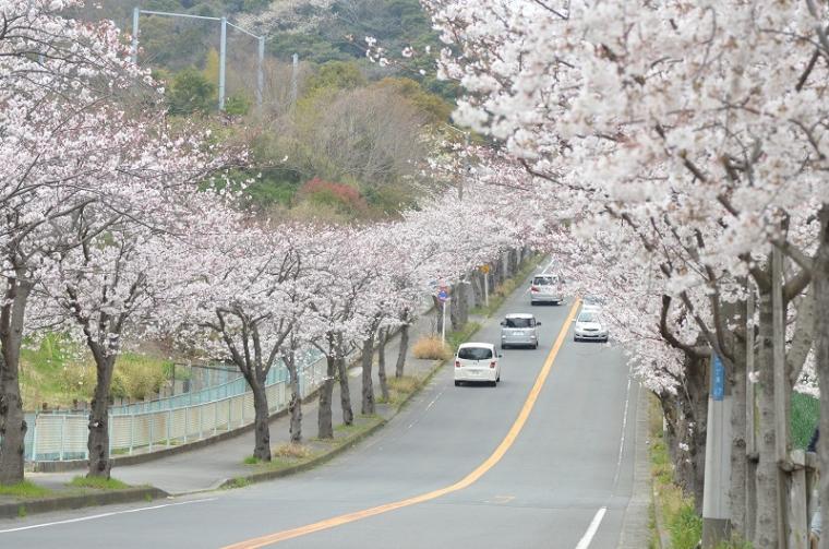 桜の隧道を歩こうの画像