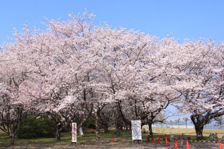 桜の散策　走水水源地の画像