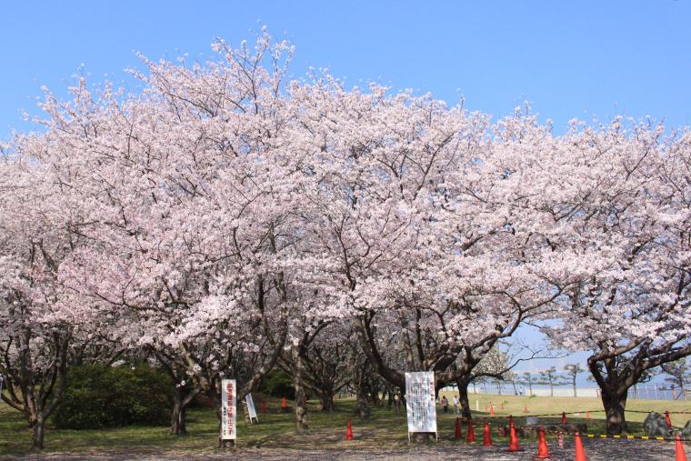 桜の散策 走水水源地の画像