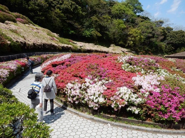つつじの丘と荻野大田和散策の画像