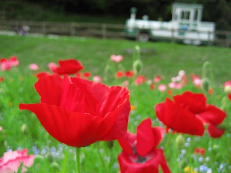 牧水辿りポピー足湯花の国への画像