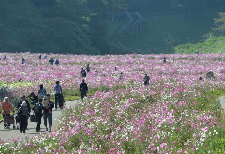 秋桜百万本・足湯と遺跡巡りの画像