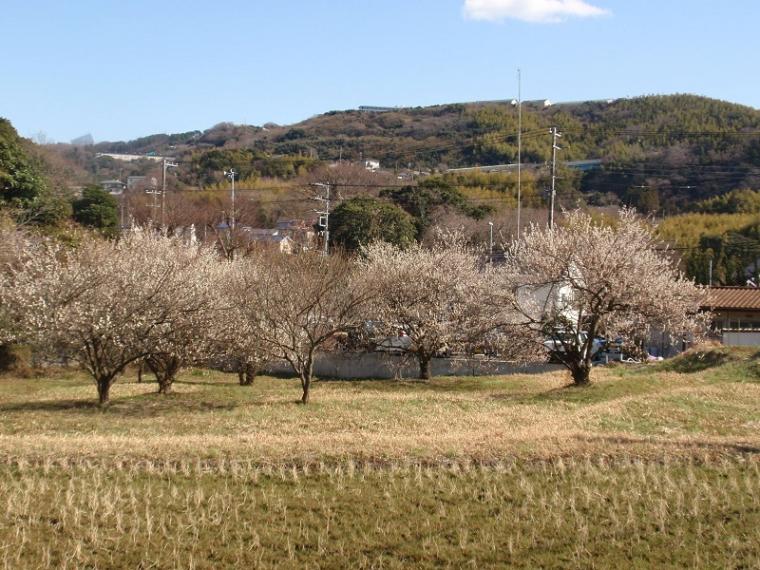 梅の里山から峰山・長者ヶ崎の画像
