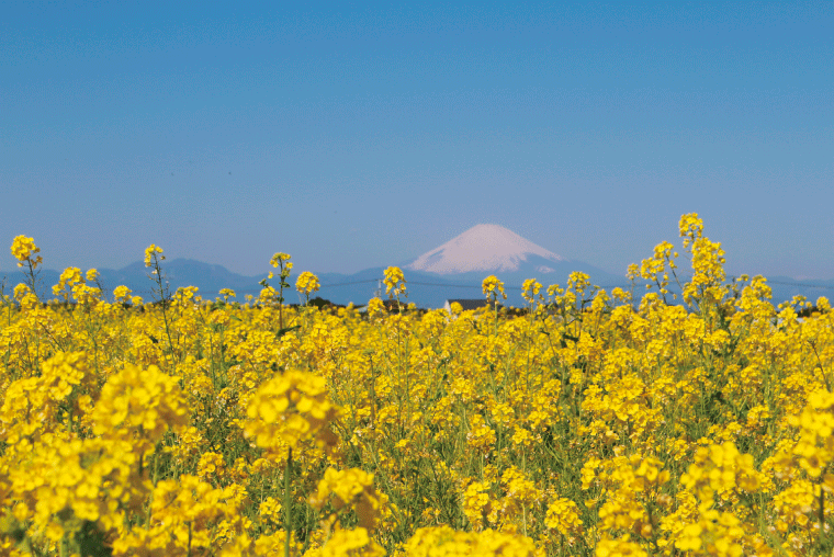 ソレイユの丘 菜の花まつりの画像