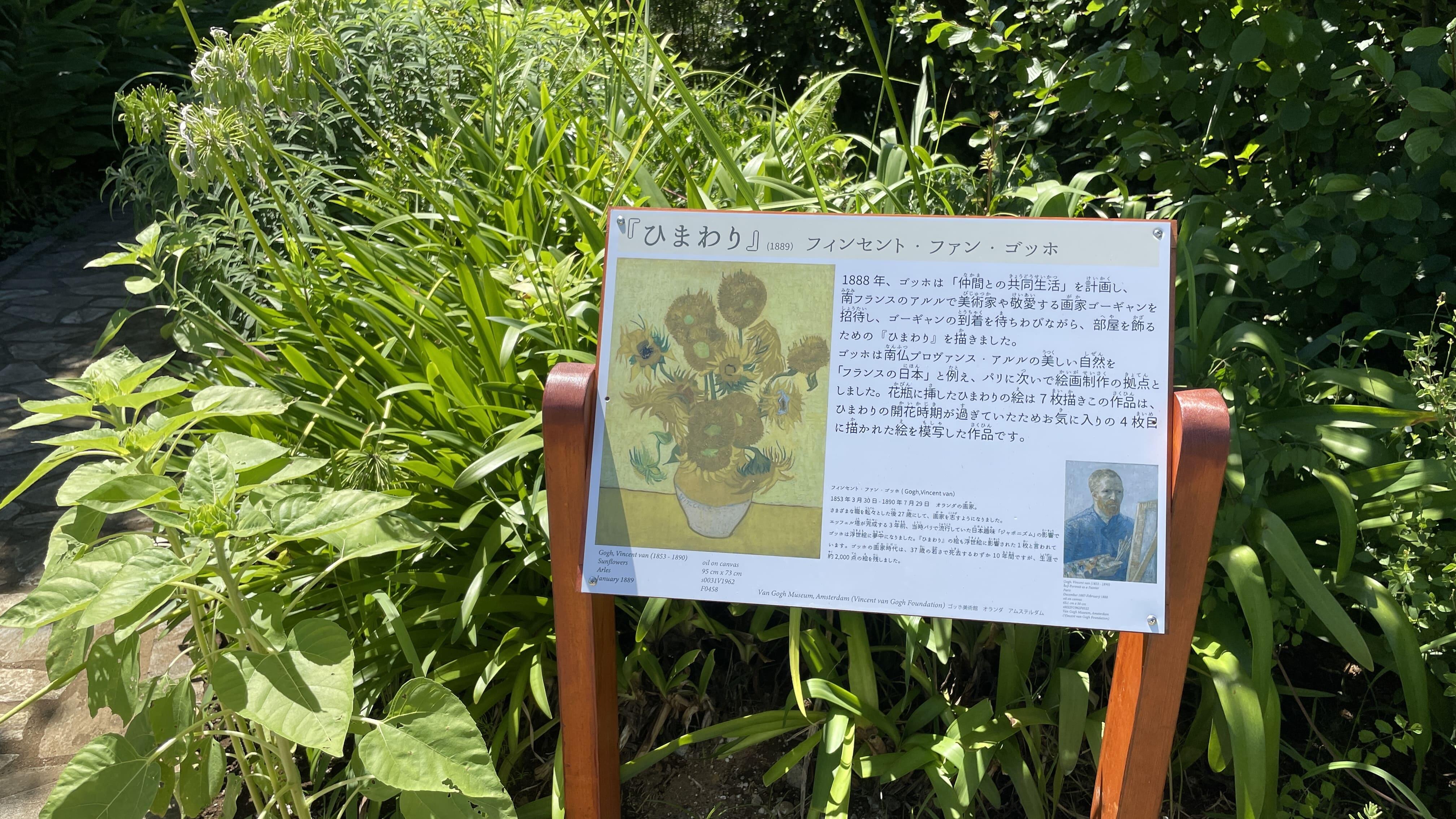 ソレイユの丘 ヒマワリフェスタ22 横須賀市観光情報