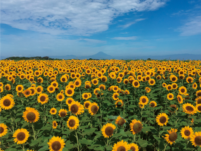 ソレイユの丘 ヒマワリフェスタ２０２１ 横須賀市観光情報