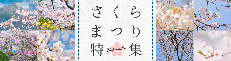 さくら特集