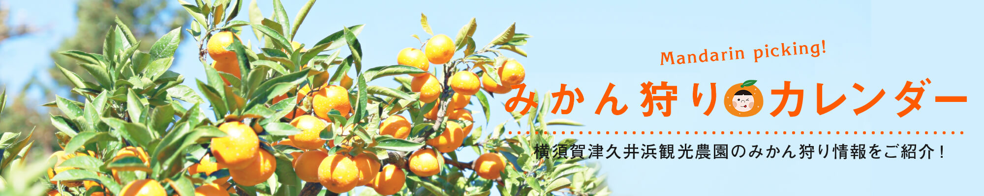 みかん狩りカレンダー