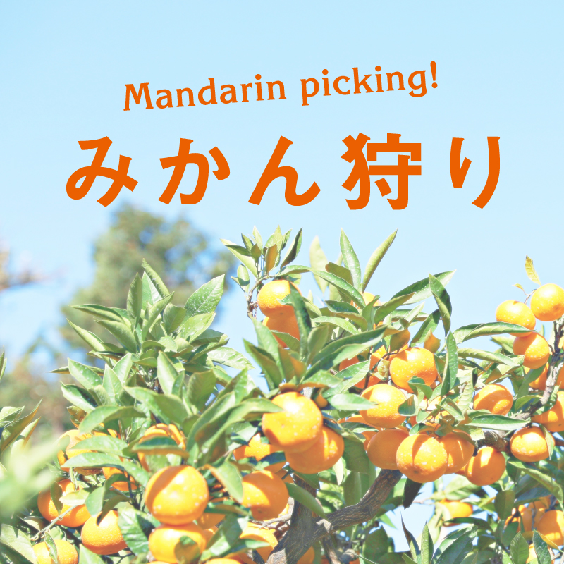 みかん狩り特集