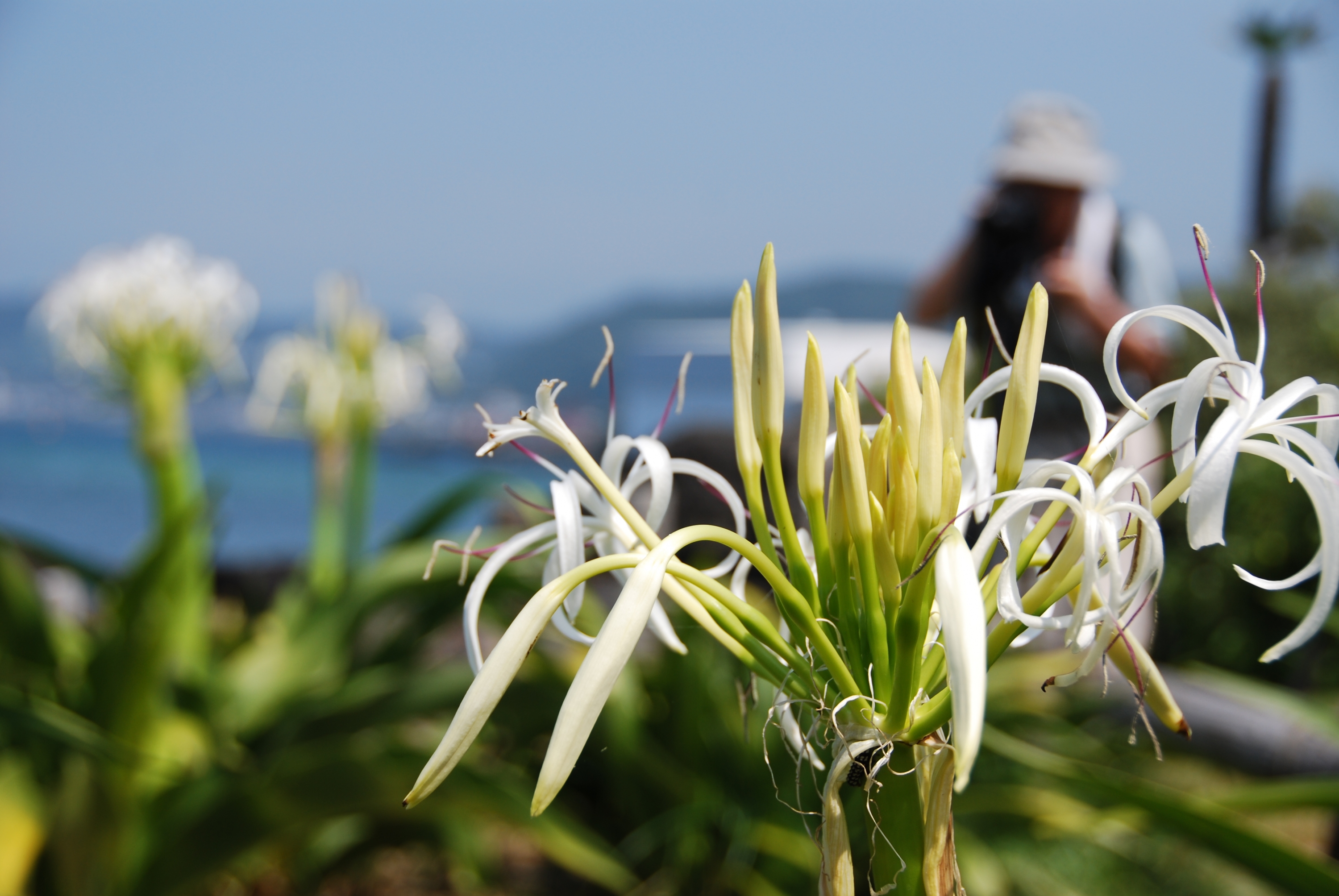 天神島