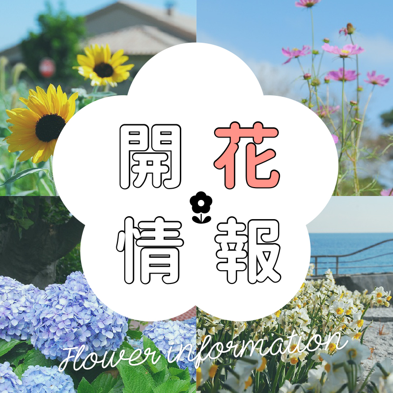 開花情報