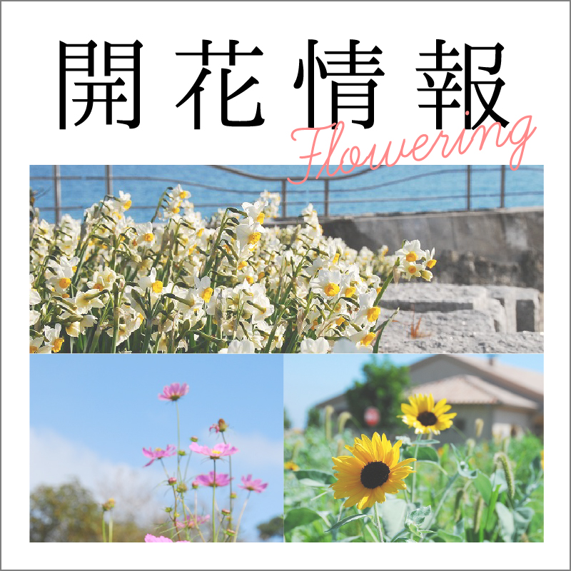 開花情報