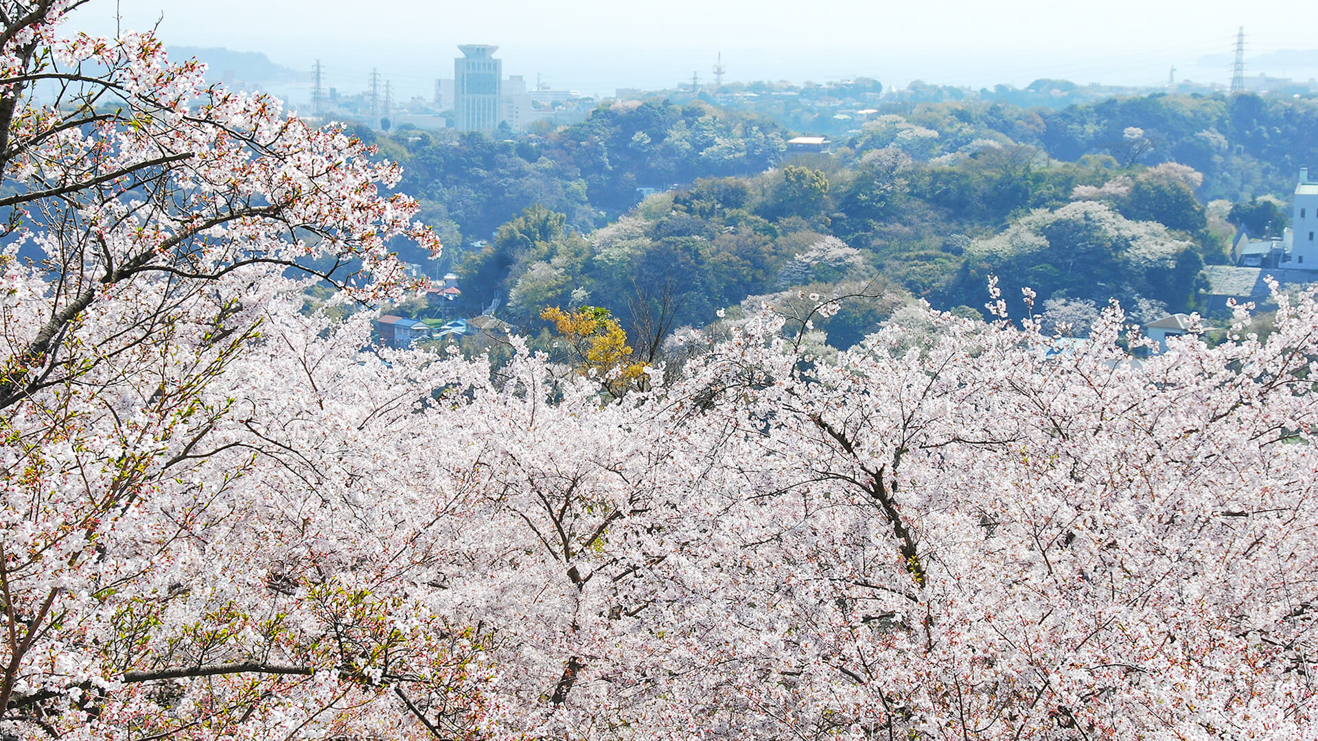 塚山公園