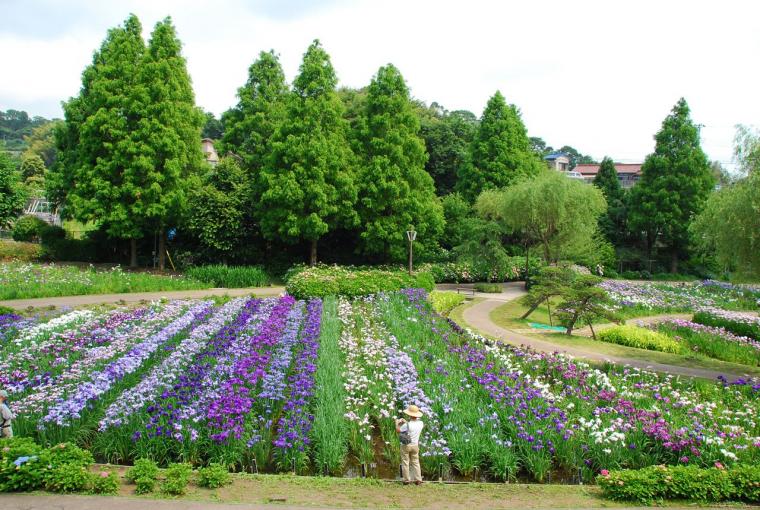 しょうぶ園 観光スポット 横須賀市観光情報サイト ここはヨコスカ しょうぶ園 観光スポット 横須賀市観光情報サイト ここはヨコスカ