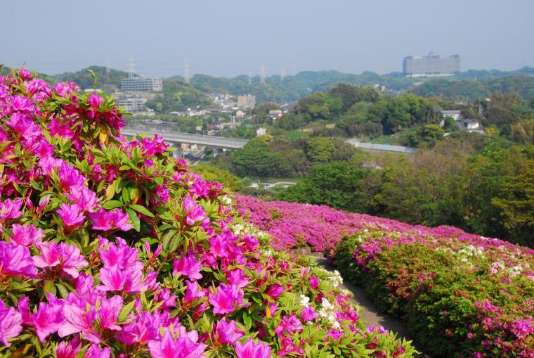 太田和つつじの丘 観光スポット 横須賀市観光情報サイト ここはヨコスカ